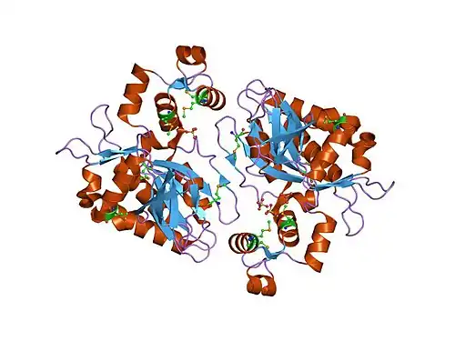 1w2f: HUMAN INOSITOL (1,4,5)-TRISPHOSPHATE 3-KINASE SUBSTITUTED WITH SELENOMETHIONINE