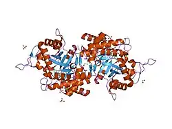 1xjb: Crystal structure of human type 3 3alpha-hydroxysteroid dehydrogenase in complex with NADP(H), citrate and acetate molecules