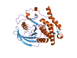 1zc0: Crystal structure of human hematopoietic tyrosine phosphatase (HePTP) catalytic domain