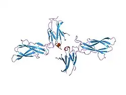 2aew: A model for growth hormone receptor activation based on subunit rotation within a receptor dimer