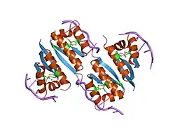 2axy: Crystal Structure of KH1 domain of human Poly(C)-binding protein-2 with C-rich strand of human telomeric DNA