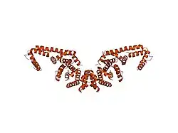 2bap: Crystal structure of the N-terminal mDia1 Armadillo Repeat Region and Dimerisation Domain in complex with the mDia1 autoregulatory domain (DAD)