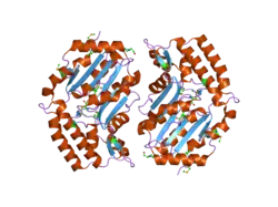 2bdu: X-Ray Structure of a Cytosolic 5'-Nucleotidase III from Mus Musculus MM.158936