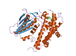 2bu5: CRYSTAL STRUCTURES OF HUMAN PYRUVATE DEHYDROGENASE KINASE 2 CONTAINING PHYSIOLOGICAL AND SYNTHETIC LIGANDS