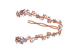 2dfs: 3-D structure of Myosin-V inhibited state