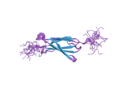 2dle: Solution structure of the fourth fn3 domain of human receptor-type tyrosine-protein phosphatase eta