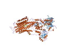 2dqs: Crystal structure of the calcium pump with amppcp in the absence of calcium