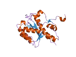 2fbv: WRN exonuclease, Mn complex