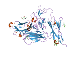 2gy5: Tie2 Ligand-Binding Domain Crystal Structure