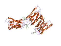 2i36: Crystal structure of trigonal crystal form of ground-state rhodopsin
