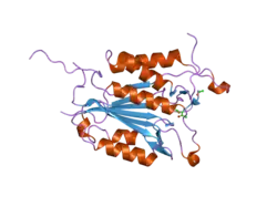 2j31: THE ROLE OF LOOP BUNDLE HYDROGEN BONDS IN THE MATURATION AND ACTIVITY OF(PRO)CASPASE-3