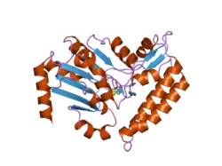 2jga: CRYSTAL STRUCTURE OF HUMAN CYTOSOLIC 5'-NUCLEOTIDASE III IN COMPLEX WITH PHOSPHATE AND MAGNESIUM
