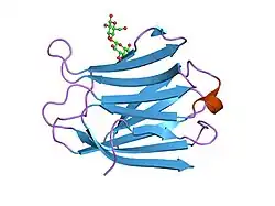 2nmn: Crystal structure of human galectin-3 carbohydrate-recognising domain at 2.45 angstrom resolution