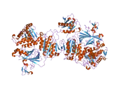 2nut: Crystal Structure of the human Sec23a/24a heterodimer, complexed with the SNARE protein Sec22b