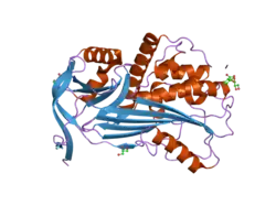 2oay: Crystal structure of latent human C1-inhibitor