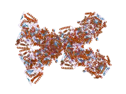 3exg: Crystal structure of the pyruvate dehydrogenase (E1p) component of human pyruvate dehydrogenase complex