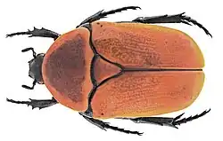 Pachnoda marginata aurantia