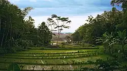 Paddy fields in Wonogiri