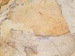 A grouping of pictographs. The leftmost pictograph consisting of rhombuses and dots has been classified as "Other" because it is the only such pictograph at Painted Bluff.