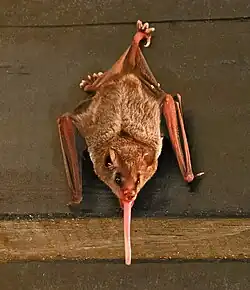 Brown bat