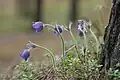 Pulsatilla patens in Kõrvemaa