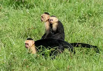 Three black and white monkeys (Panamanian white-faced capuchins) in green grass