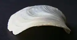 End-on view of Panopea zelandica's gape