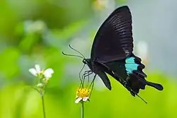 P. p. nakaharai — lateral view