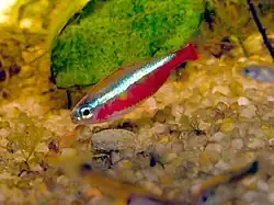 A slender fish, seen from the side, with its head at the lower left and its tail at the upper right. The fish is a deep red, with a light, glowing blue stripe running from its eye to the base of its tail. The background is a brownish gravel with a mossy green plant.