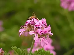A bee on a flower cluster of cultivated P. 'Graveolens'
