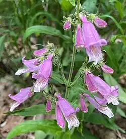 Flowers of Penstemon smallii