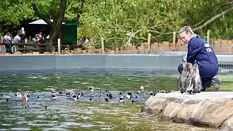 Humboldt penguins (Spheniscus humboldti) with a zookeeper.