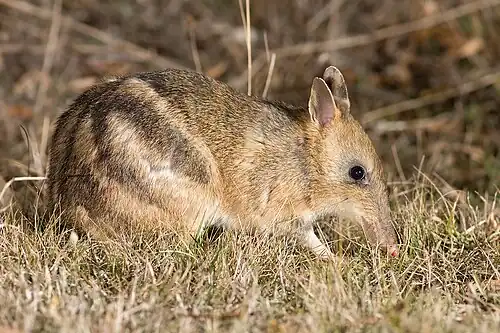 Eastern barred bandicoot (Perameles gunni)