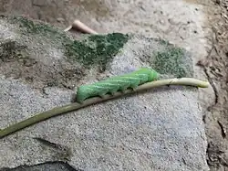 Pergesa acteus caterpillar from one side