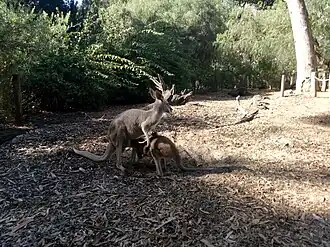 Red kangaroo female with her teenage joey at the zoo