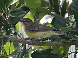 Philadelphia vireo (Vireo philadelphicus)