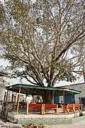 Traditional meeting-place (known as a sath) under an old tree