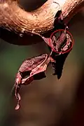 Sub-adult female ghost mantis's wing-buds