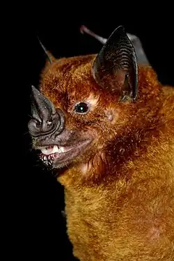 Brown bat