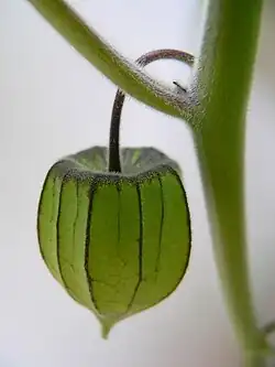 Immature fruit in green calyx