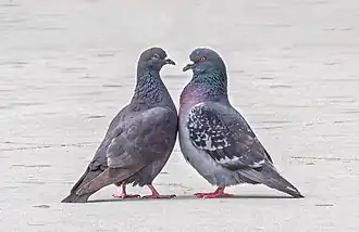 Feral pigeons in courtship