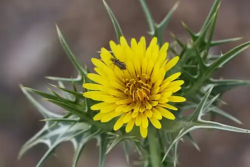 Detail of a flower head