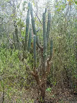 Sebucan (Pilosocereus armatus (syn. P.&nbsp;royenii var. amatus))