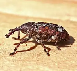 Pine weevil (Pissodes) anterior view