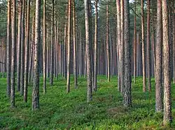 Forests cover over half the landmass of Estonia.
