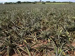 Pineapple in Veracruz, Mexico. Latin America produces 35% of the world's pineapple.