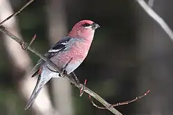 A male pine grosbeak with pink and grey plumage perched on a thin branch