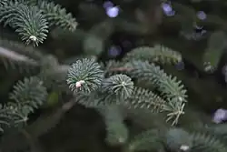 Foliage, Sierra de Grazalema