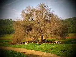 Terebinth (Pistacia atlantica) growing in the Elah Valley