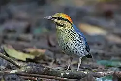blue bird with yellow, orange and black head stands on leafy forest floor